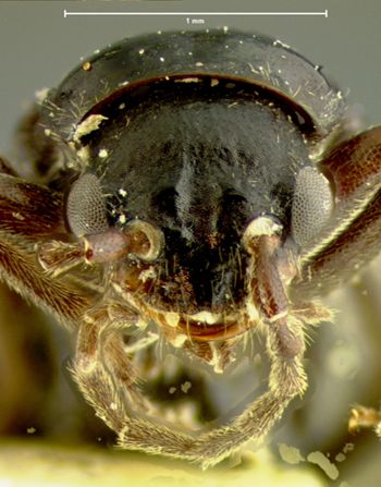 Media type: image;   Entomology 3392 Aspect: head frontal view